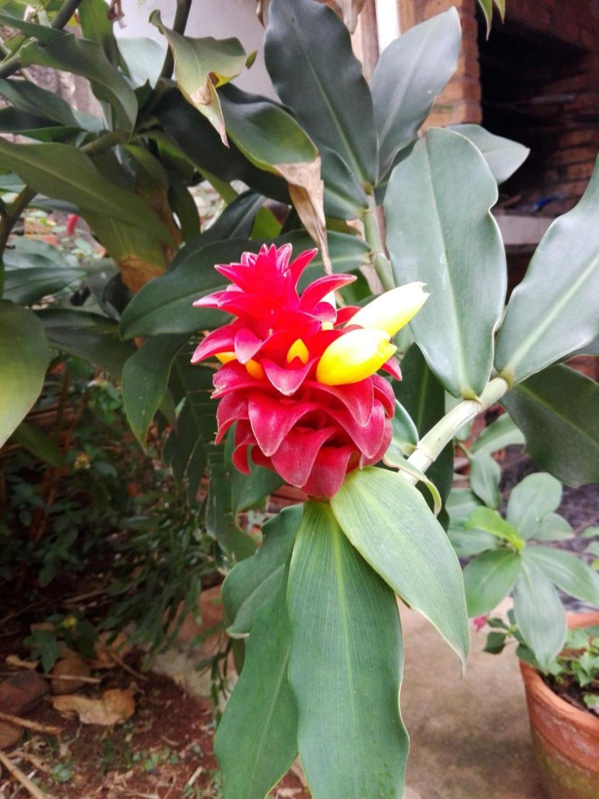 Hosteria La Cabana Puerto Iguazu Ngoại thất bức ảnh
